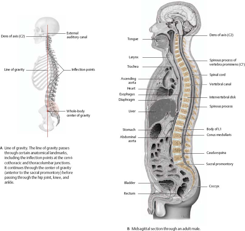 Bones, Ligaments & Joints - Atlas of Anatomy