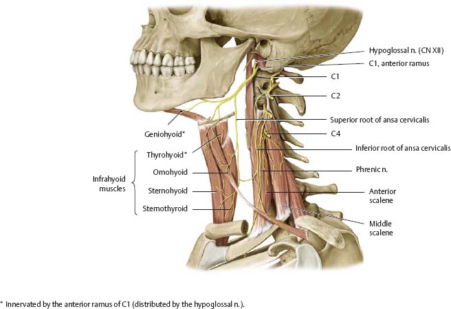 Neck - Atlas of Anatomy
