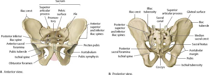 Bones, Ligaments & Joints - Atlas of Anatomy
