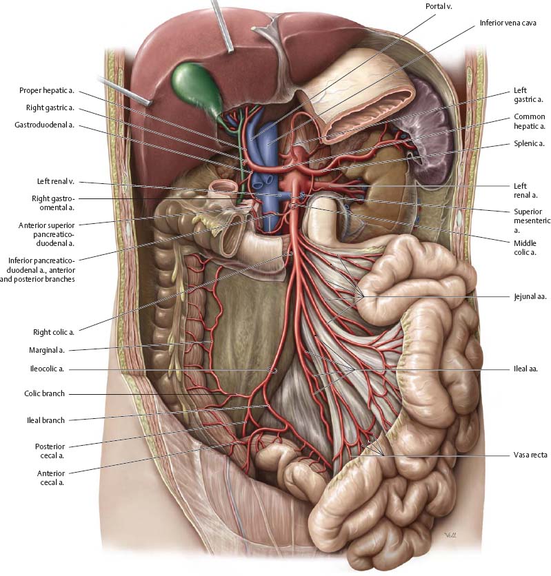 Arteries & Veins - Atlas of Anatomy