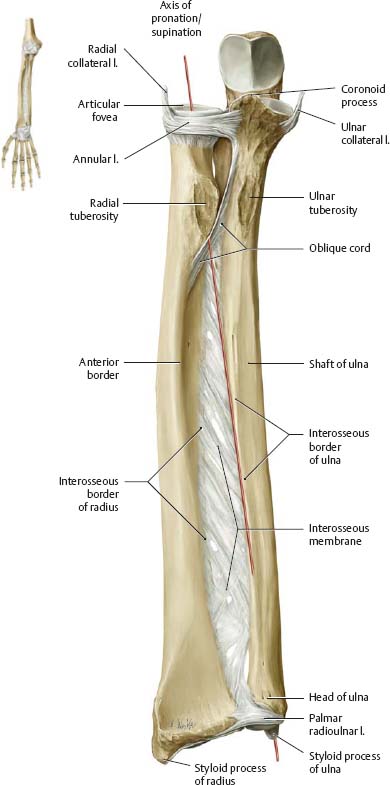 Elbow & Forearm - Atlas of Anatomy