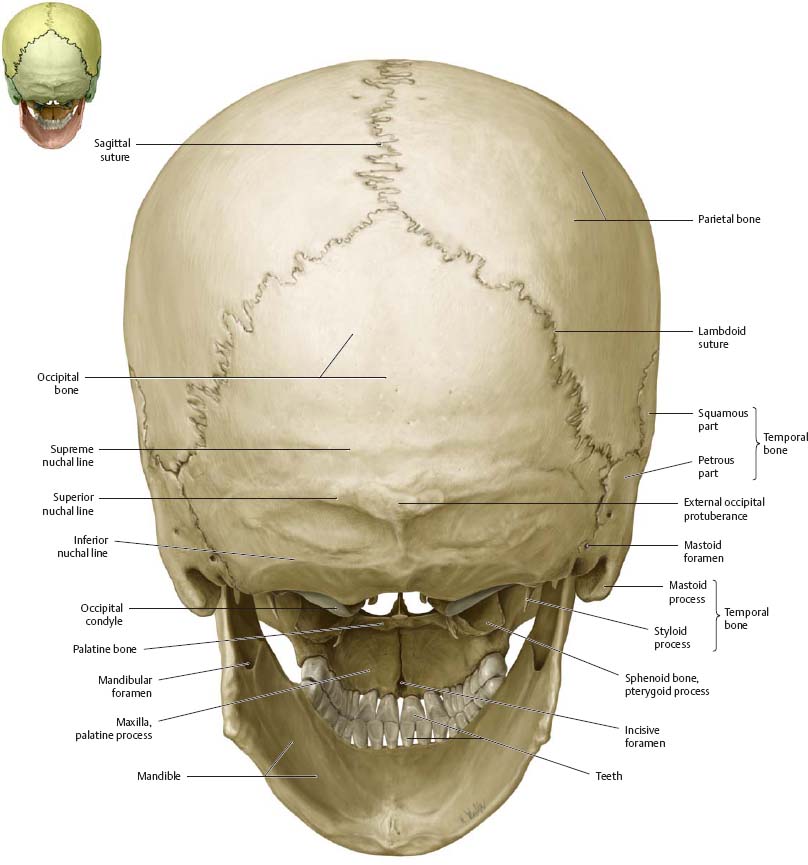 Occipital Bone Posterior View Medical Anatomy Skull Anatomy Head Images And Photos Finder 3532