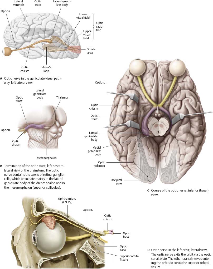 Cranial Nerves - Atlas of Anatomy
