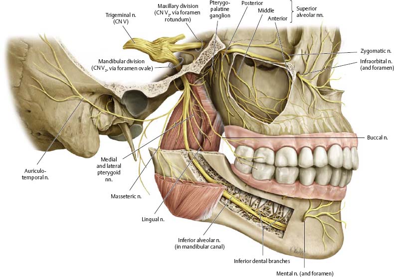 Oral Nerves 8