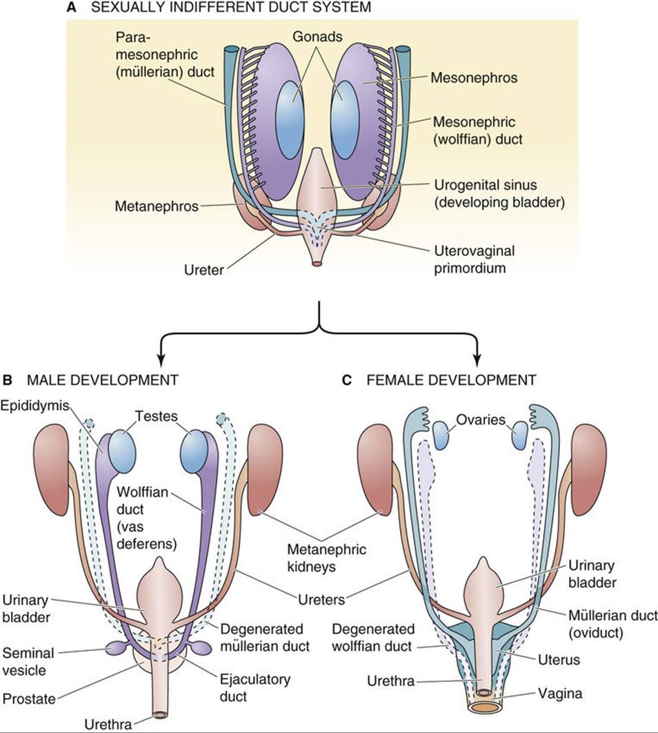 Development Of The Accessory Sex Organs Sexual Differentiation The