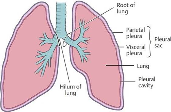 Pulmonary Cavities Anatomy An Essential Textbook 1st Ed
