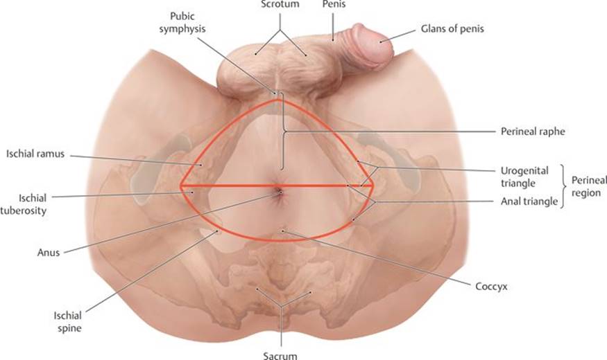 Overview of the Pelvis and Perineum - Anatomy: An Essential Textbook, 1st  ed.