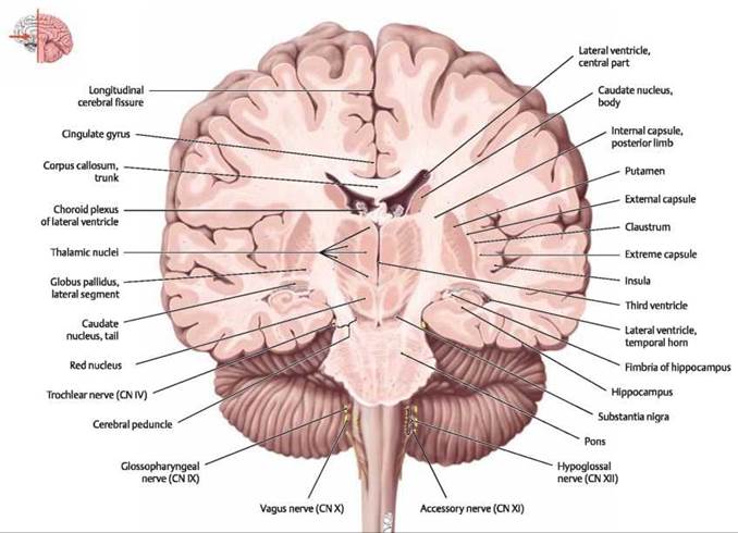 Sectional Anatomy Of The Brain Atlas Of Anatomy Head And Neuroanatomy Michael Schuenke