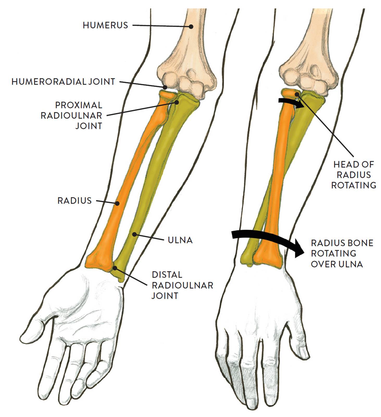 Предплечье на скелете. Лучевая кость на руке анатомия. Пронация лучевой кости. Предплечье анатомия лучевая кость. Локтевая и лучевая кость анатомия правая рука.