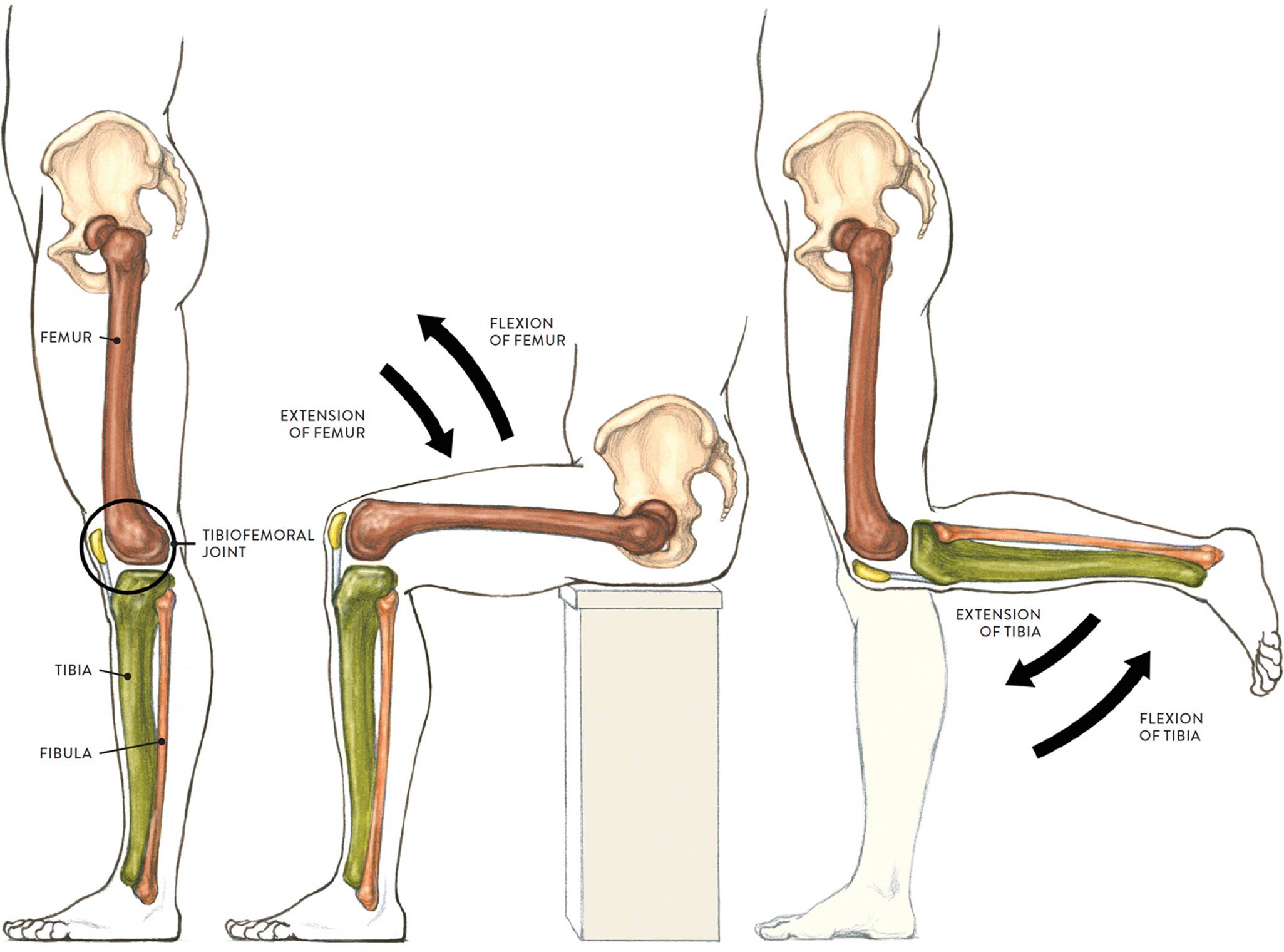 Анатомия падения оскар. Флексия это анатомия. Движения в суставах. Направления движения суставов. Активные движения в суставах.