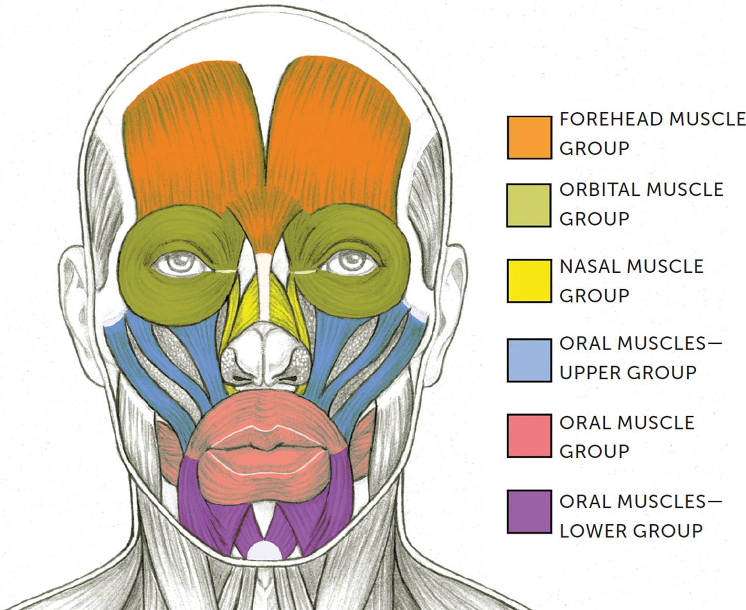 Facial Muscles and Expressions - Classic Human Anatomy in Motion: The ...