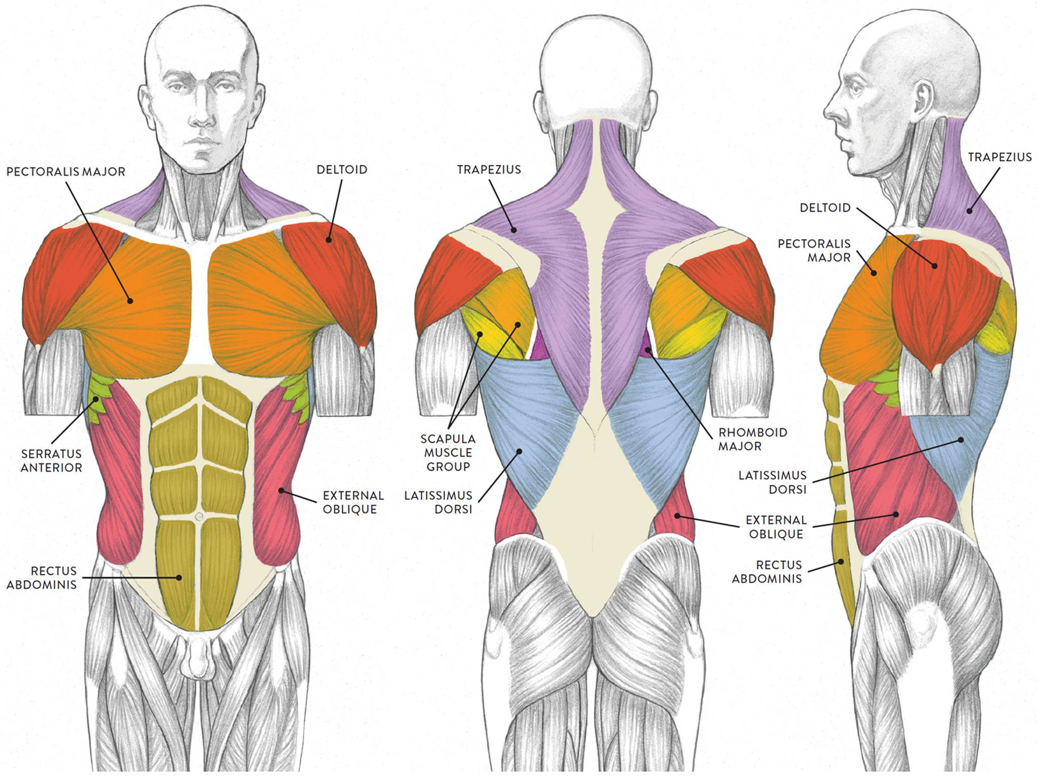 Diagram Of Body Muscles And Names - How Many Muscles Are ...
