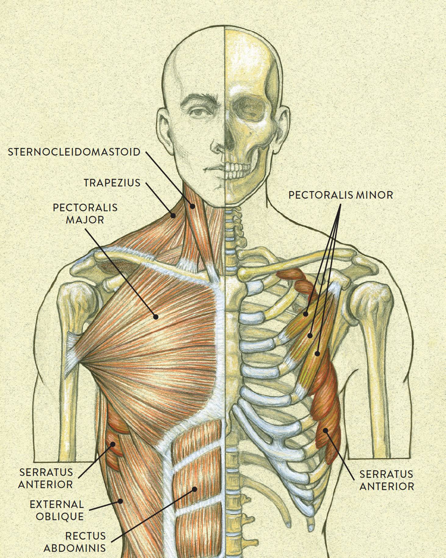 Thorax Muscle Human Anatomy Coronal Plane Neck Muscle Anatomy Arm ...