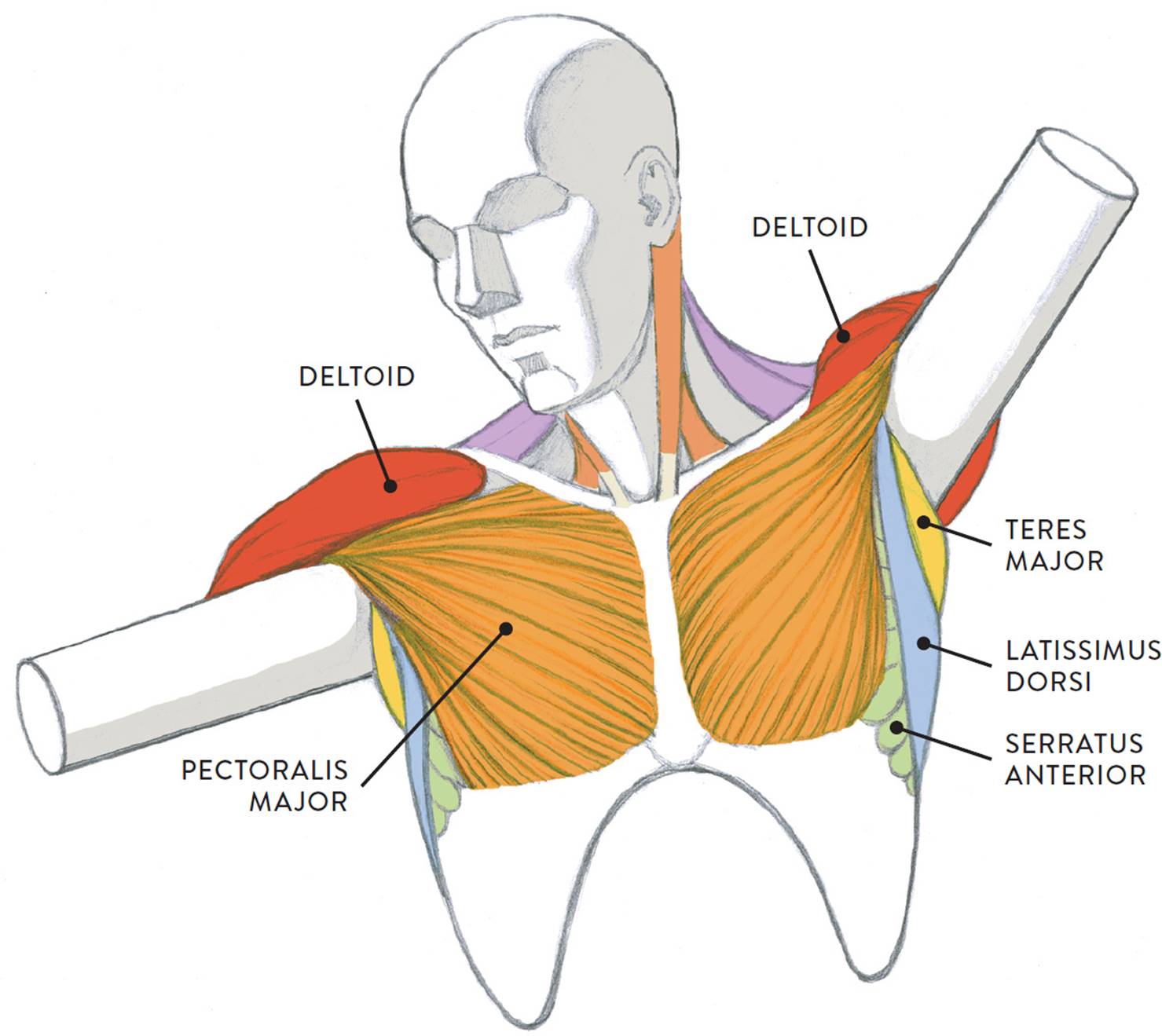 neck diagram muscles