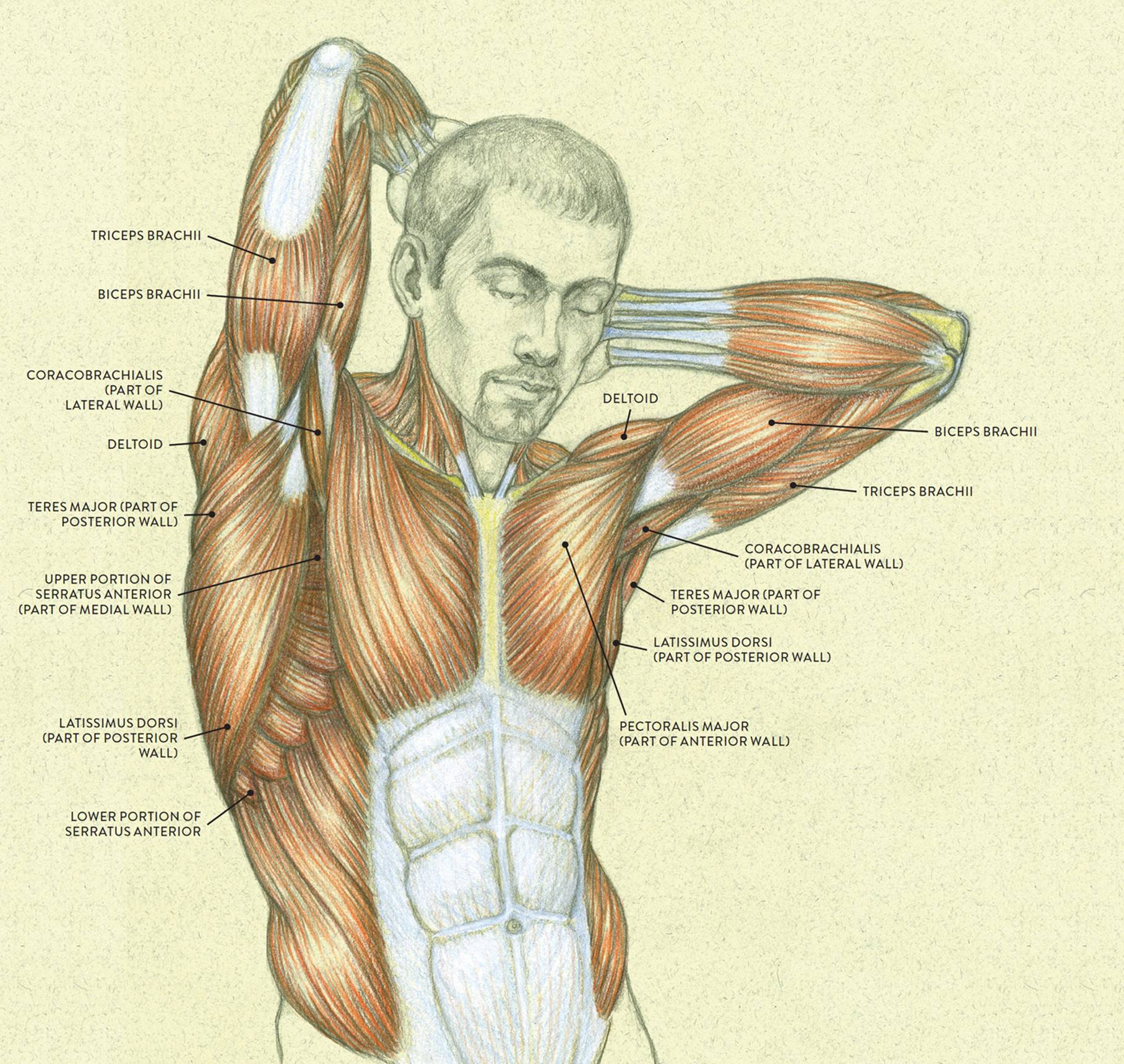 Female Shoulder Muscles Diagram : Muscles Of The Neck And Torso Classic Human Anatomy In Motion ...