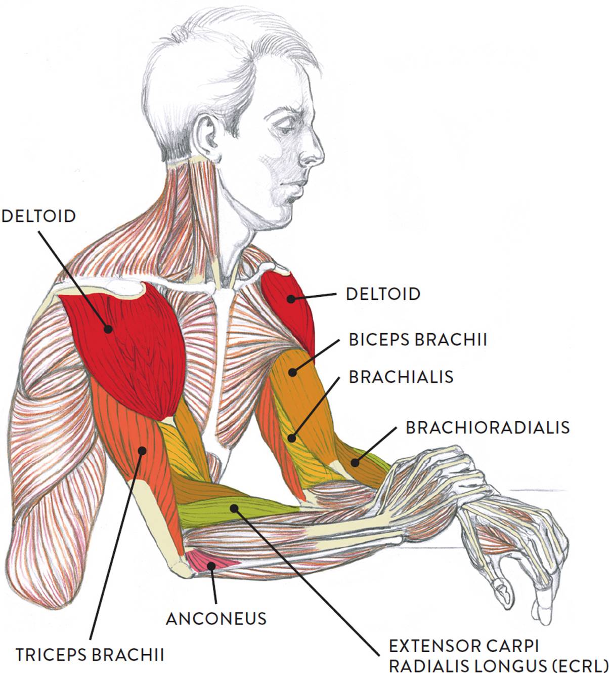 Muscles of the Arm and Hand - Classic Human Anatomy in Motion: The