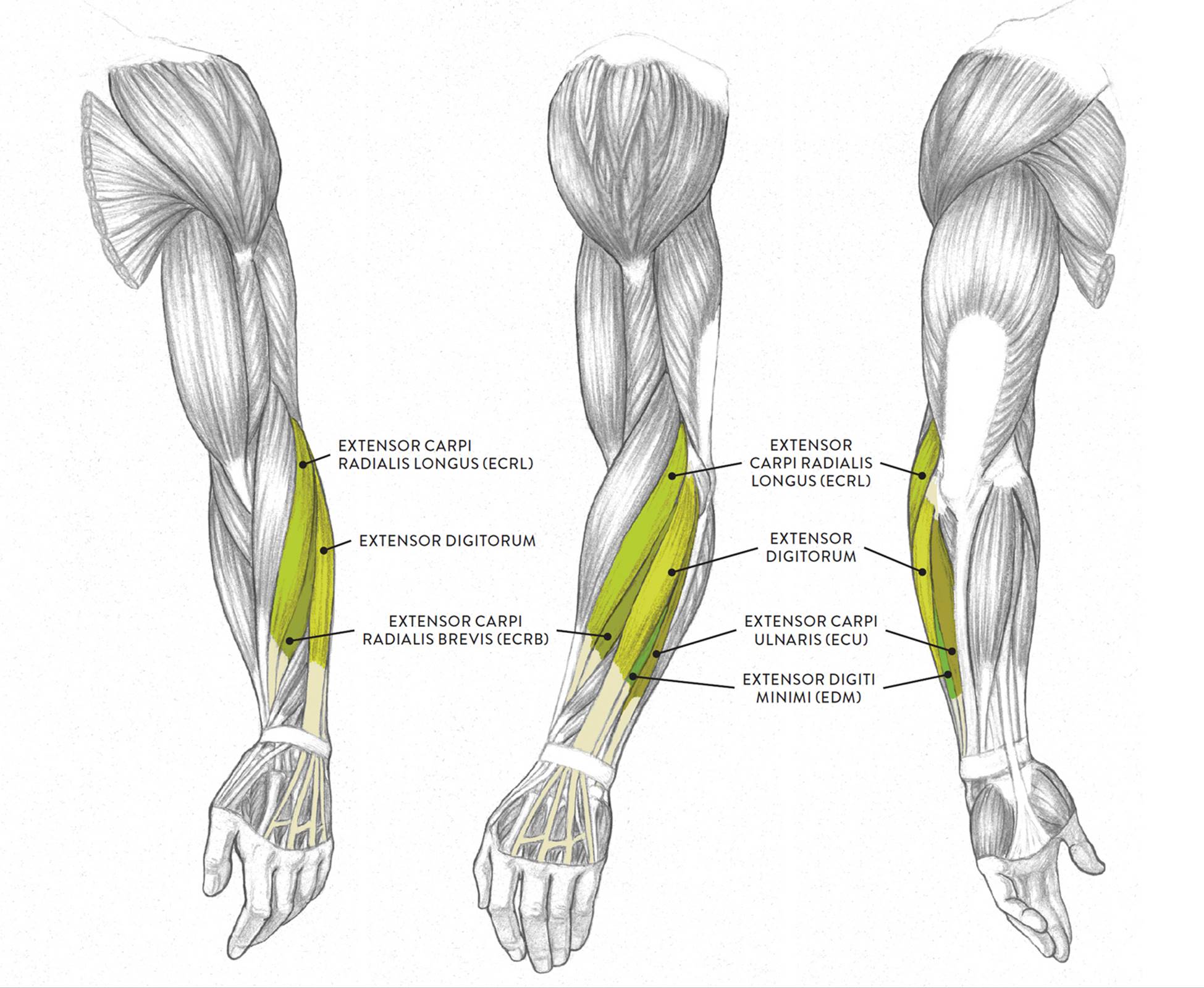 Arm Muscle Surface Anatomy Human Anatomy Drawing Muscle Anatomy ...