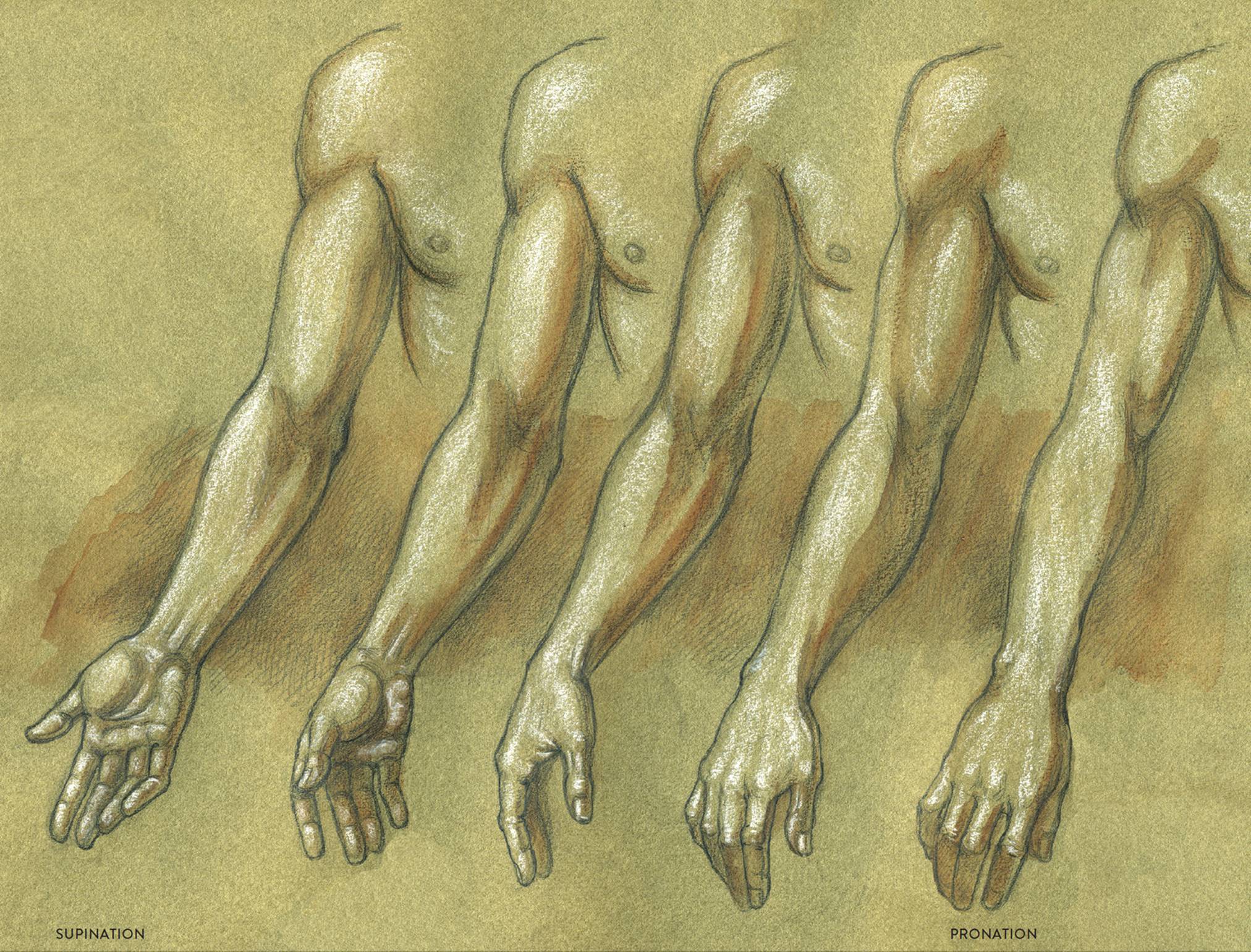 Класс human. Анатомия человека для рисования. Анатомия человека [el. Анатомия человека референс. Мускулистая кисть руки монстра.