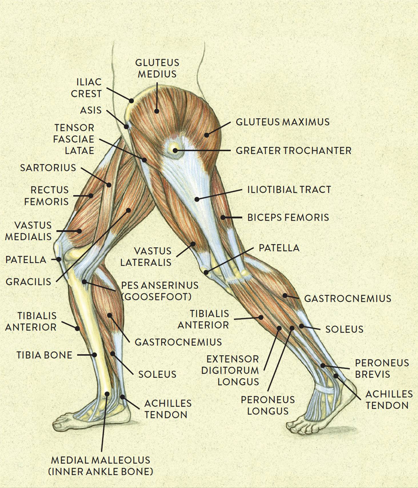 Muscles of the Leg and Foot - Classic Human Anatomy in Motion: The Artist's Guide to the ...
