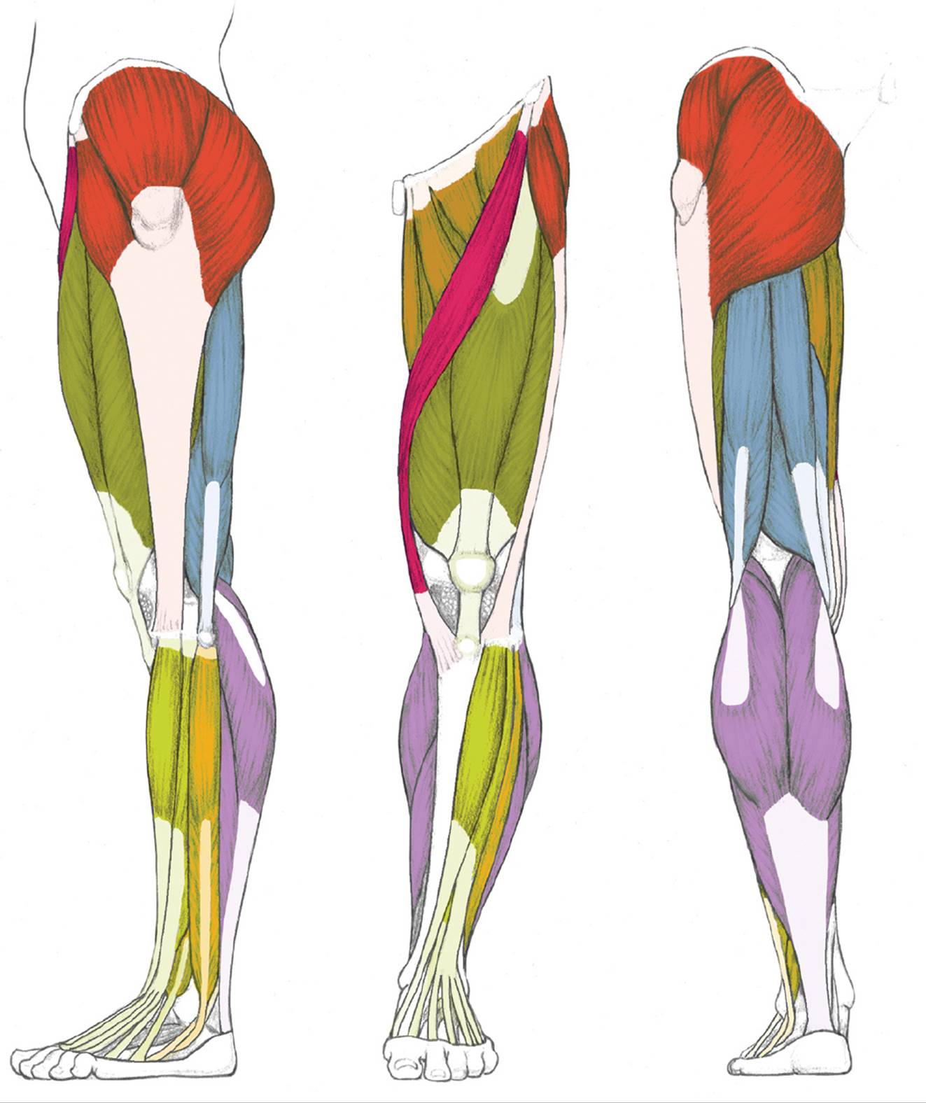 leg muscle anatomy