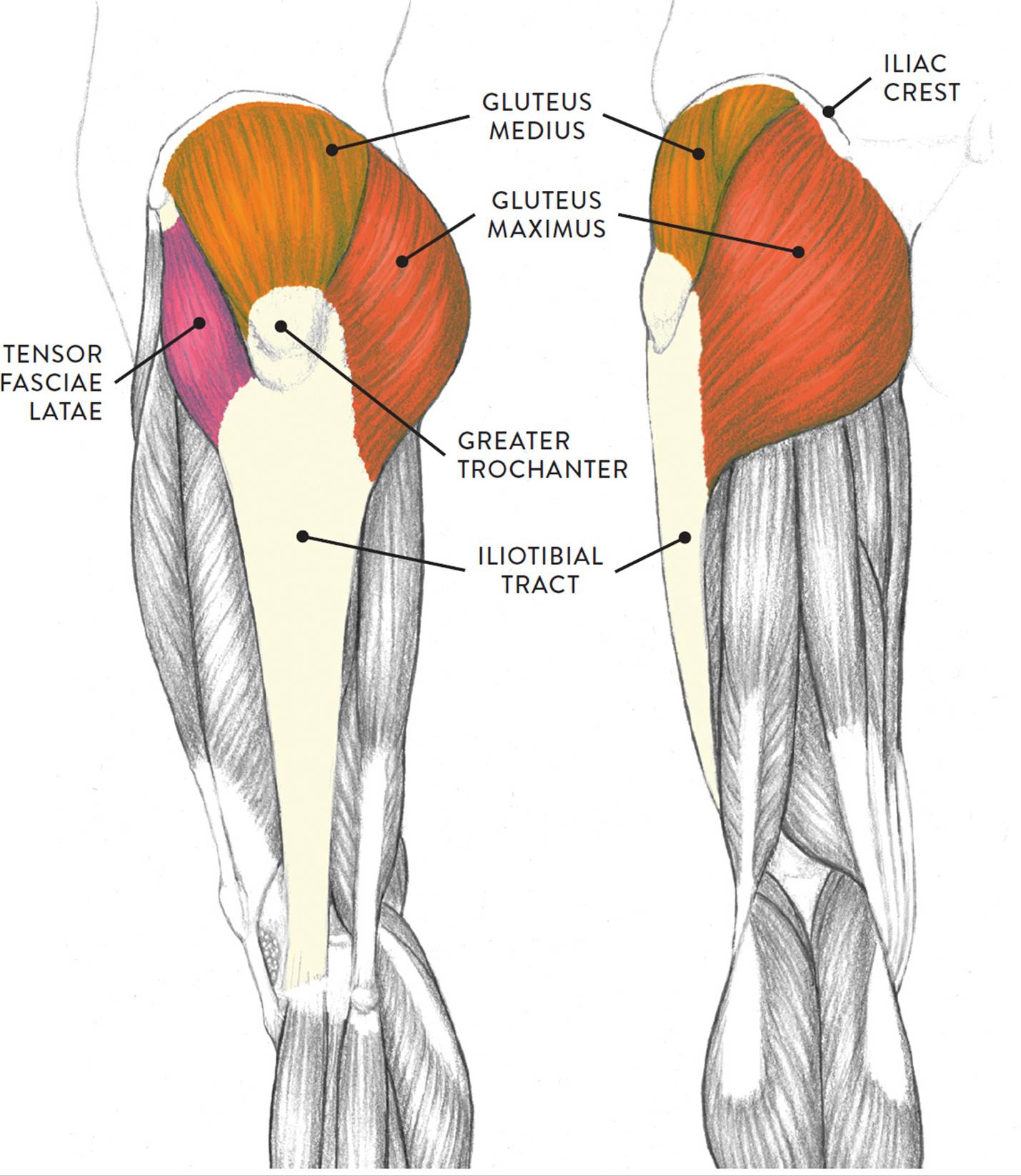 Muscles of the Upper Leg Diagram
