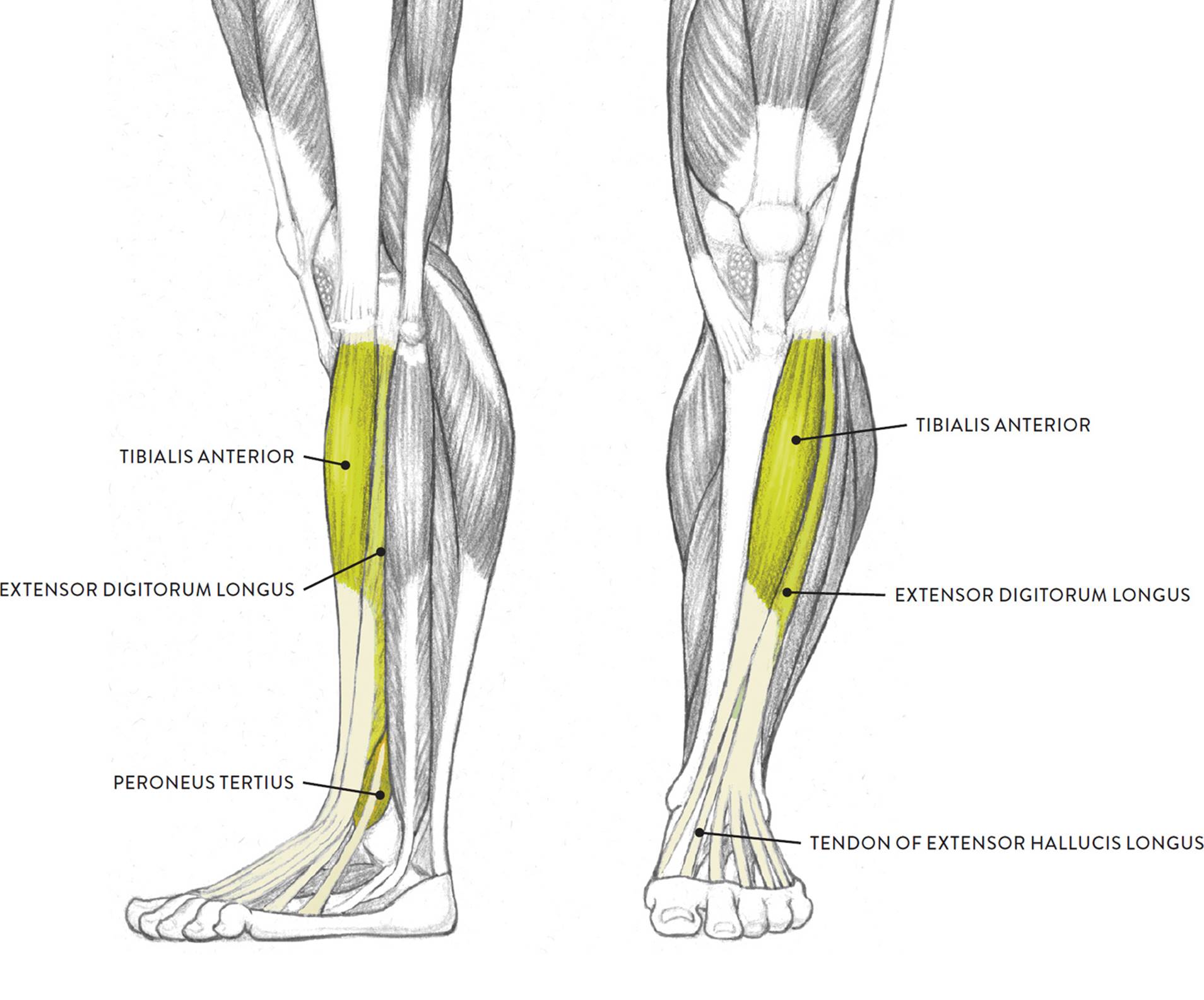 Leg Muscles Diagram Labeled : Diagram illustrating muscle groups on ...