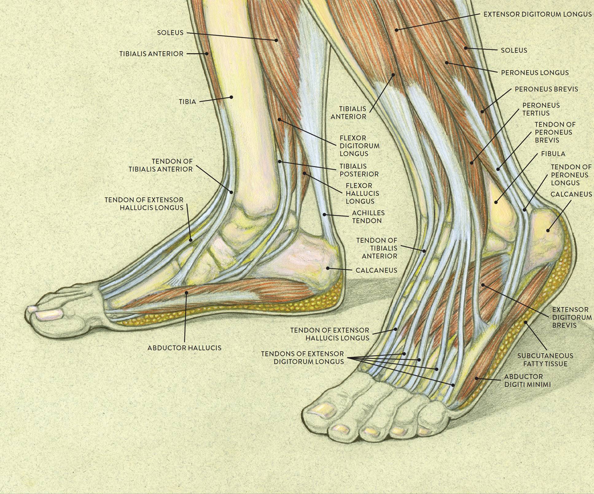 Foot Anatomy Tendons : Muscles Of The Foot Dorsal Plantar ...