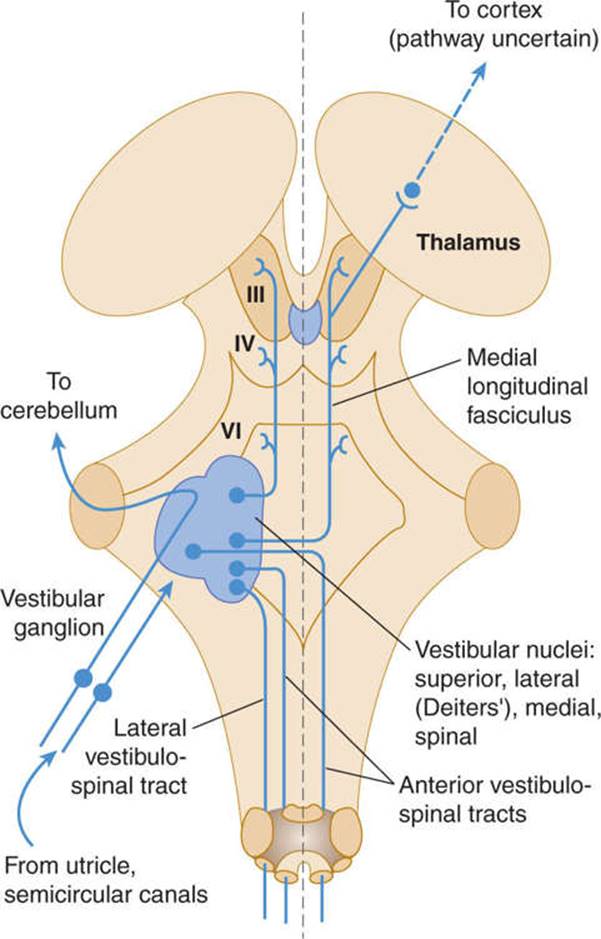 Image result for vestibular nuclei brainstem