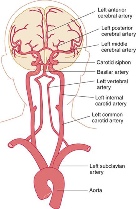 posterior communicating veins