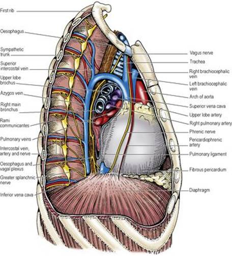 Superior mediastinum - Last's Anatomy: Regional and Applied