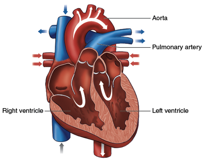 شکل 2.1 خون در حفره های قلب جریان دارد.