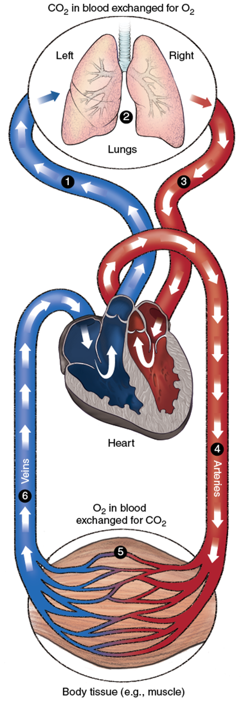شکل 2.4 گردش خون از طریق قلب، ریه ها و ماهیچه ها.