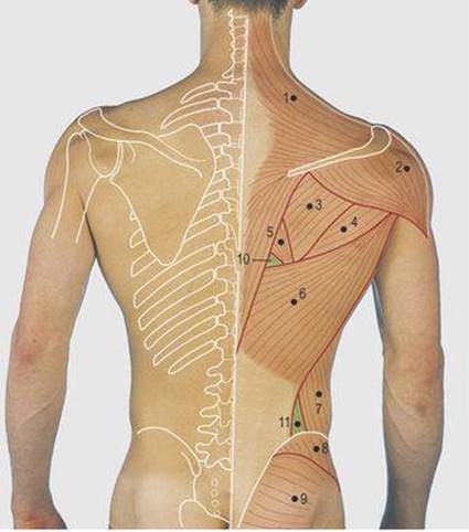 Human Back Bones Diagram / In addition, different types of bones have a