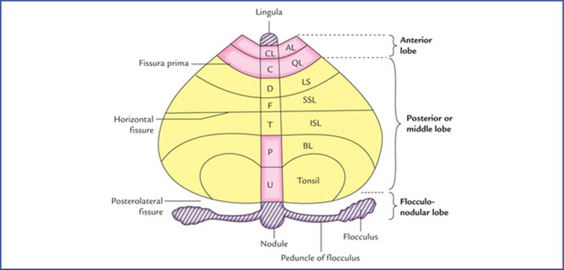 Cerebellum and Fourth Ventricle - Textbook of Clinical ... uvula diagram 