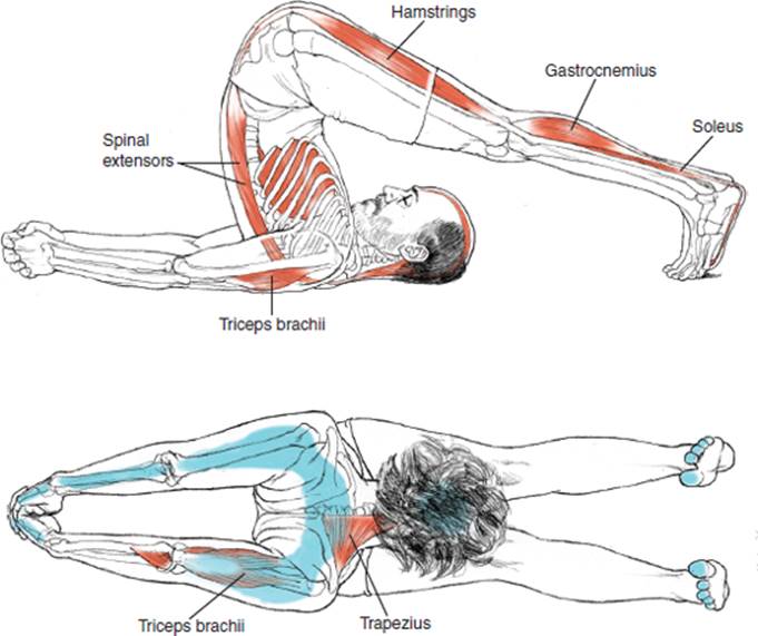 SUPINE POSES - Yoga Anatomy-2nd Edition
