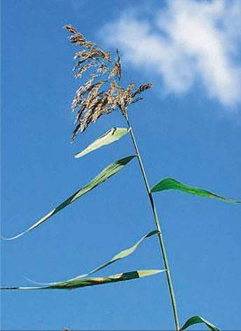 Phragmites australis Rootstock Best  Deal? Common Reed, 