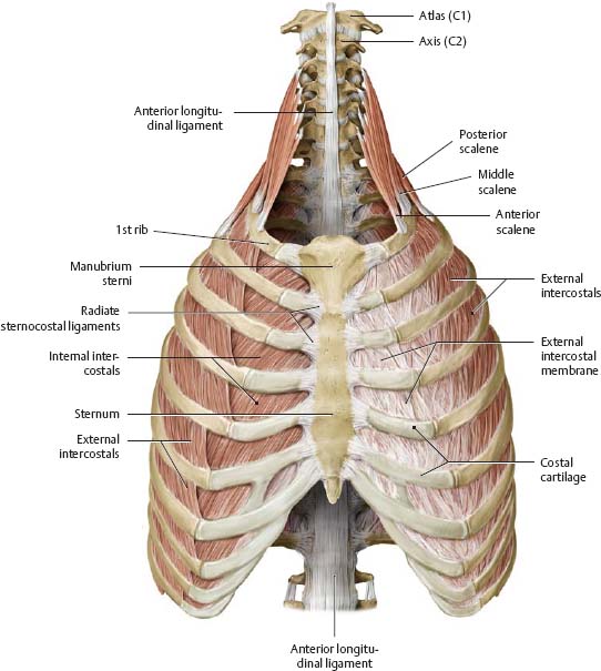 Thoracic Wall Atlas Of Anatomy