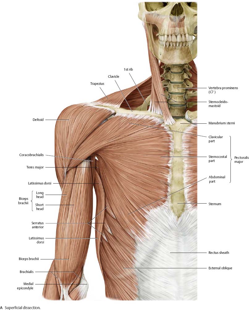 Arm Muscles Shoulder Muscle Anatomy Shoulder Muscles Arm Muscles Images