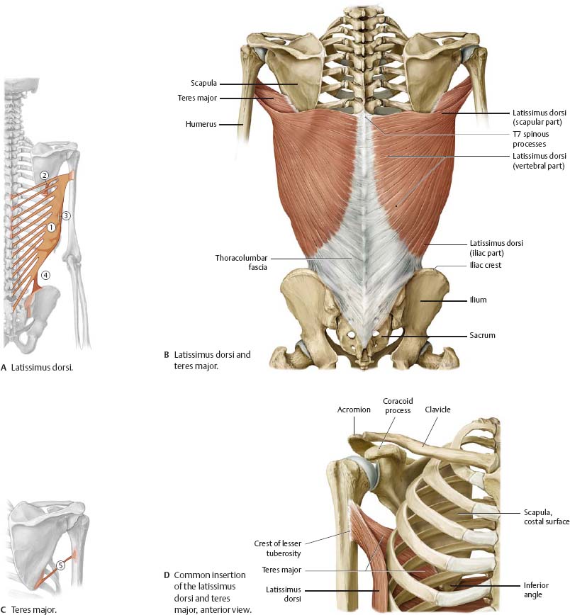 Shoulder & Arm - Atlas of Anatomy