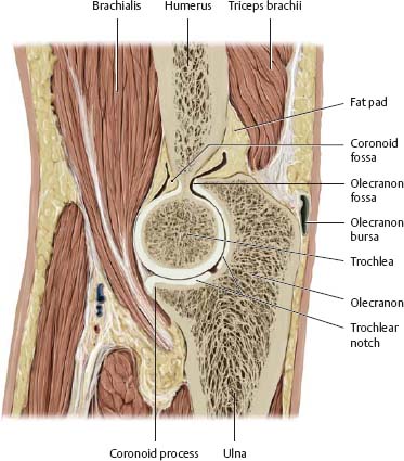 Elbow & Forearm - Atlas of Anatomy