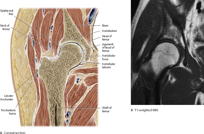 Hip & Thigh - Atlas of Anatomy