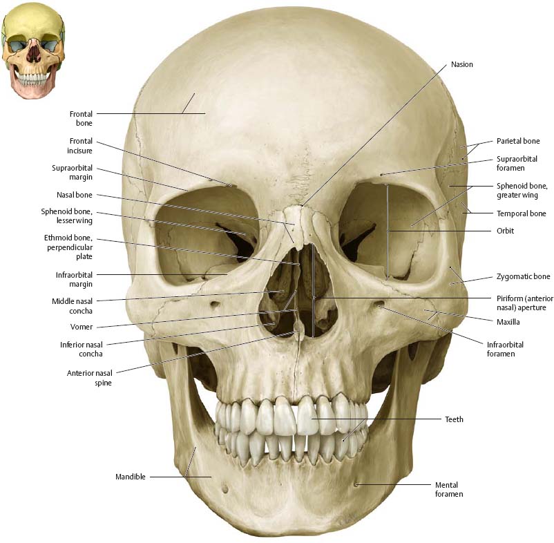 Bones Of The Head - Atlas Of Anatomy