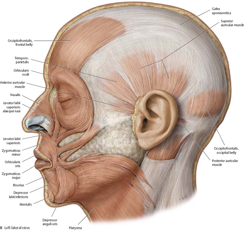 Muscles of the Skull & Face - Atlas of Anatomy