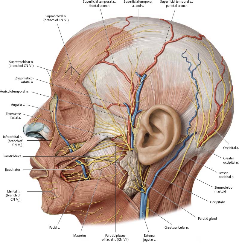 Neurovasculature of the Skull & Face - Atlas of Anatomy