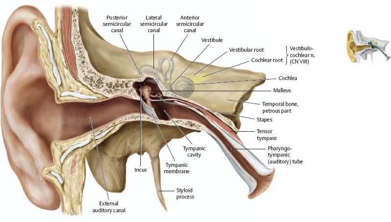 Temporal Bone & Ear - Atlas of Anatomy