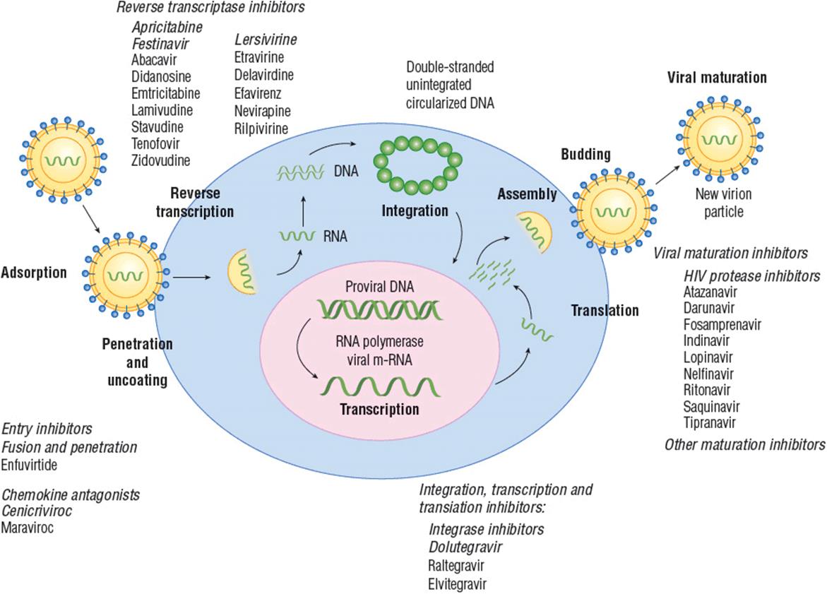 Human immunodeficiency. HIV Life Cycle. Viral Life Cycle. The Life Cycle of HIV 1. Fusion inhibitors.