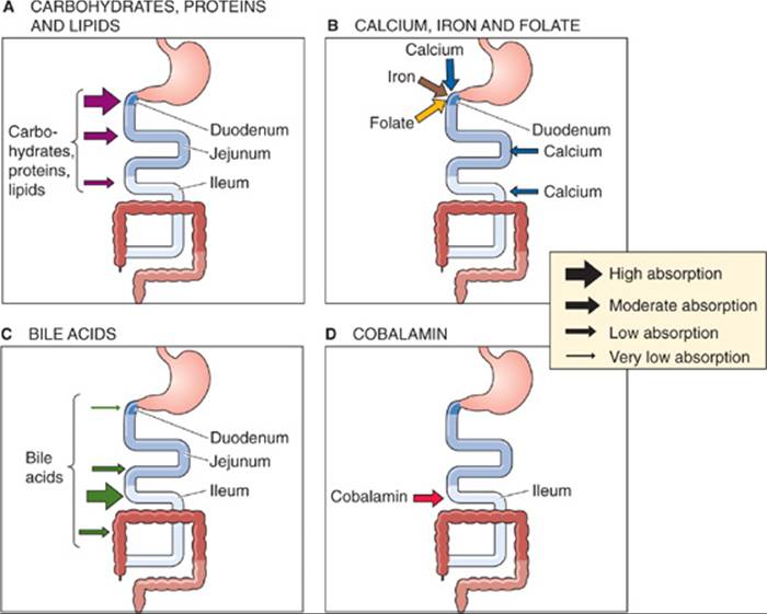 Nutrient absorption in the large intestine