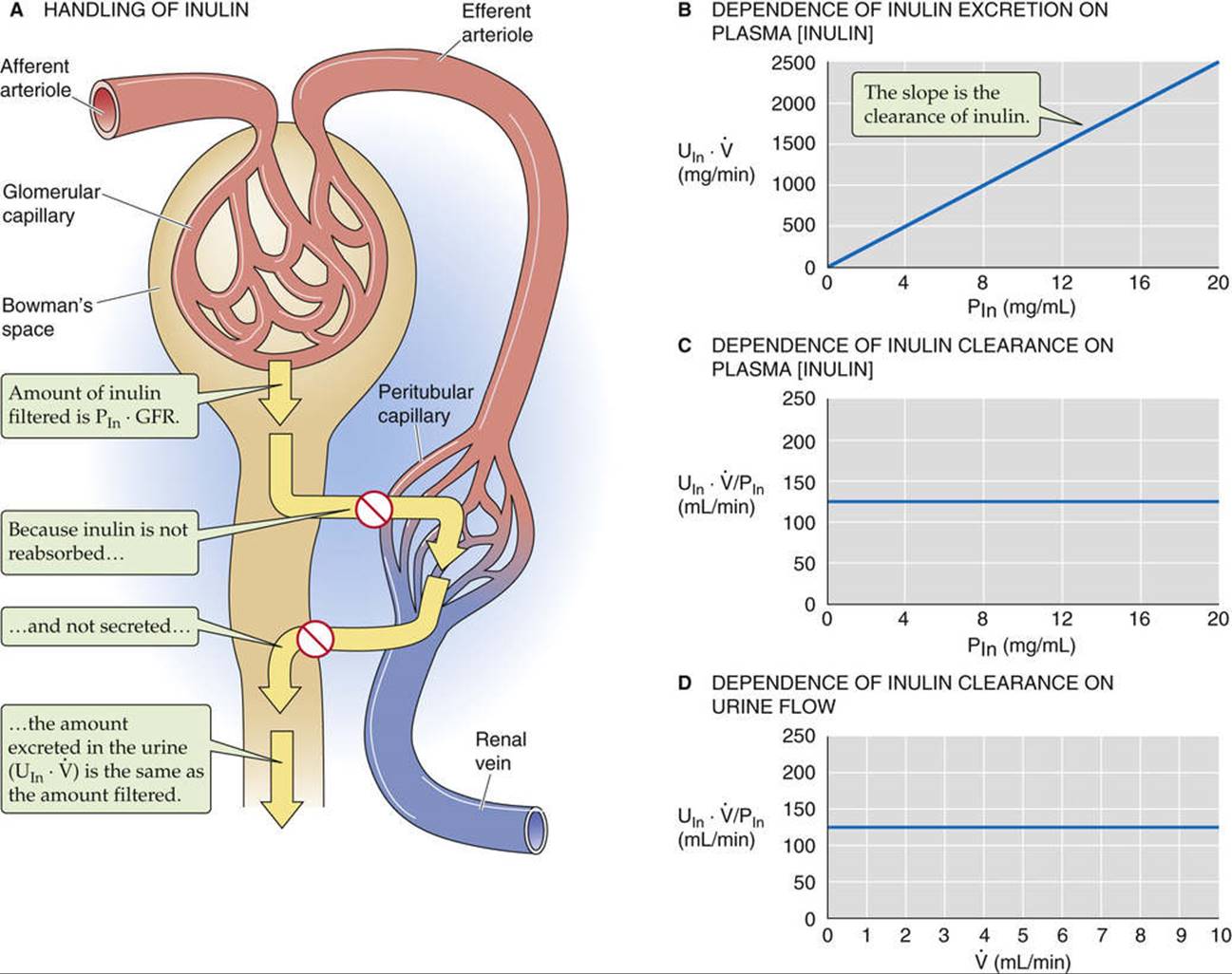 Glomerular Filtration Glomerular Filtration And Renal Blood Flow The Urinary System