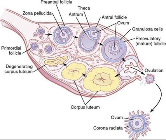 Ovulation, Physiology, Hormones & Fertility